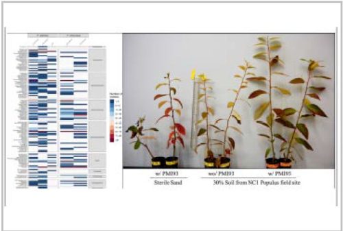 Characterization, cultivation, and trials of beneficial crop microbiomes